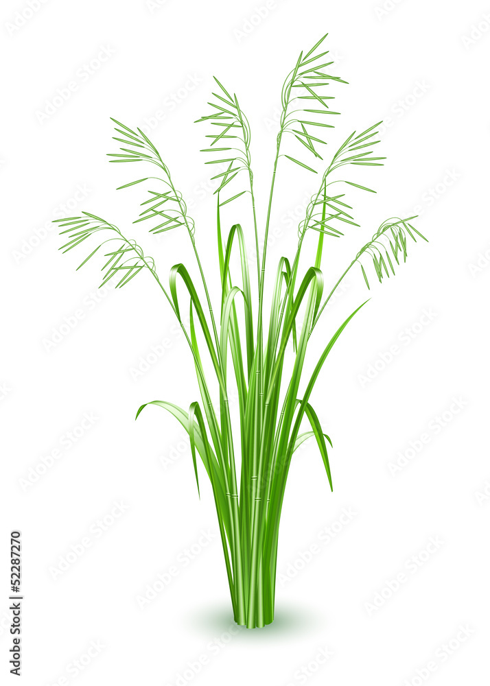 Fototapeta premium Green grass, vector