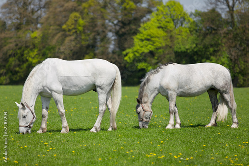 Two white horses eating fresh grass on a field