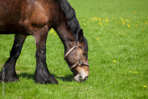 Brown horse eating grass on a field