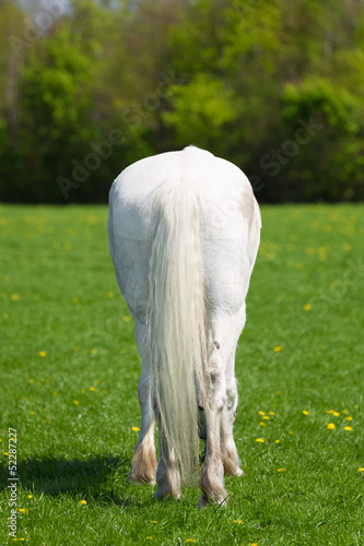 White horse with a long tail from behind