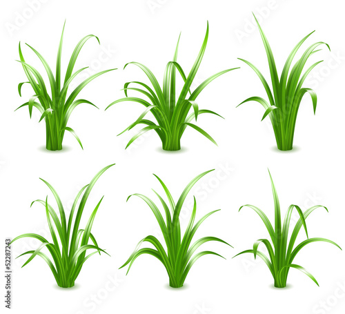 Green grass, vector