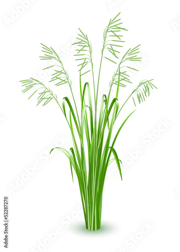Green grass, vector