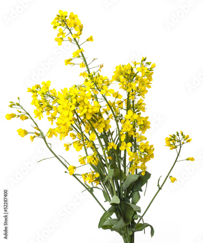 rapeseed plant  isolated on white