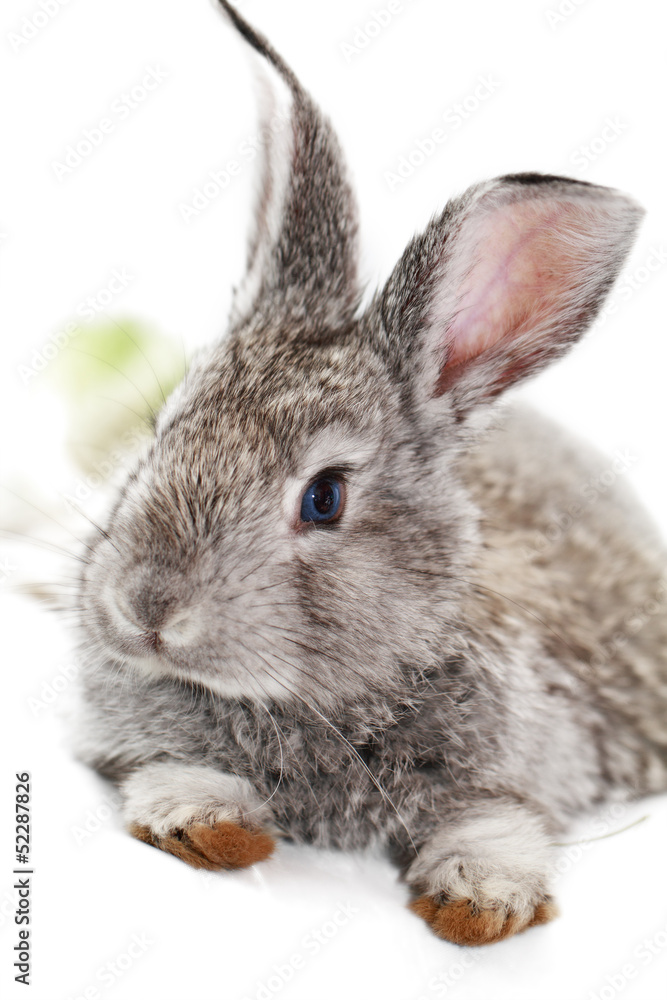 Gray rabbit