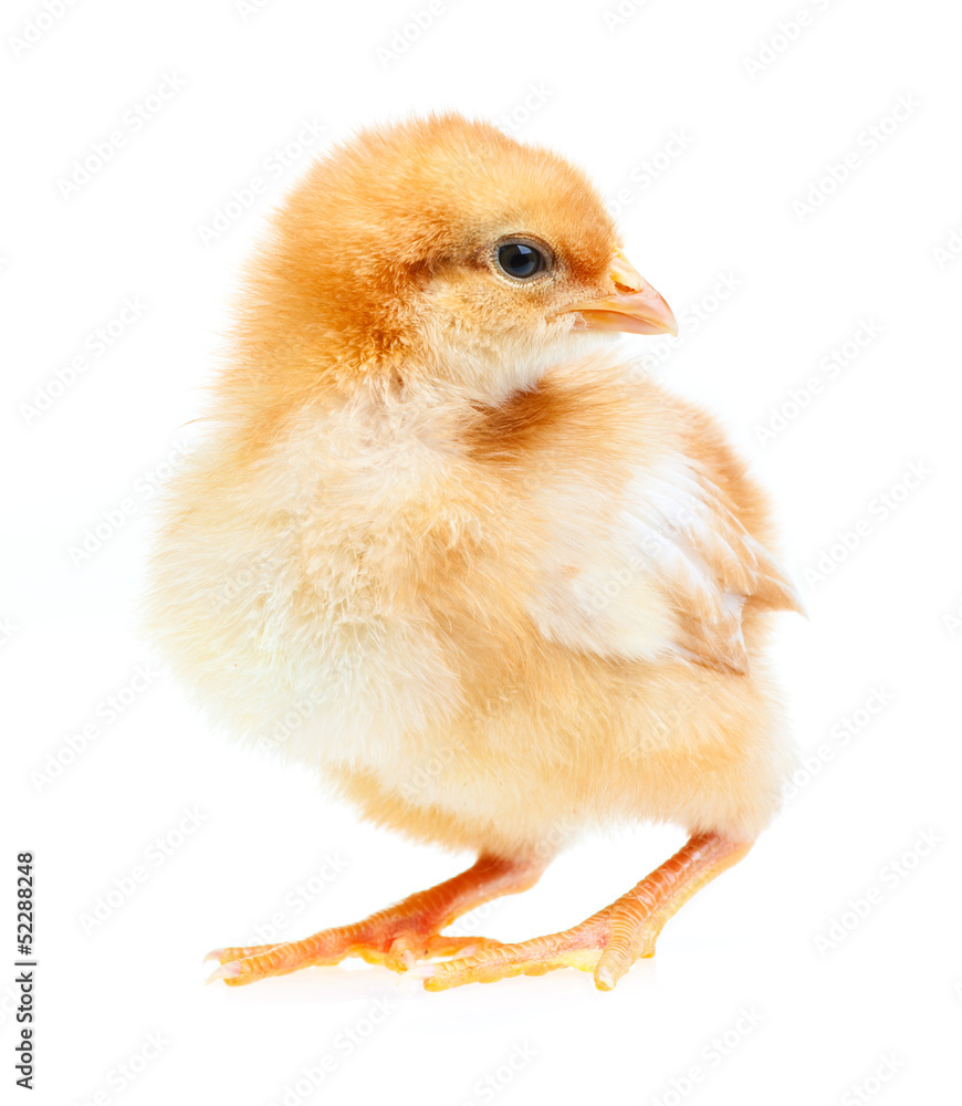 Obraz premium Baby Chicken