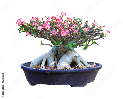 Fototapeta Naklejka Na Ścianę i Meble -  Desert Rose bloming in a flowerpot with clipping path