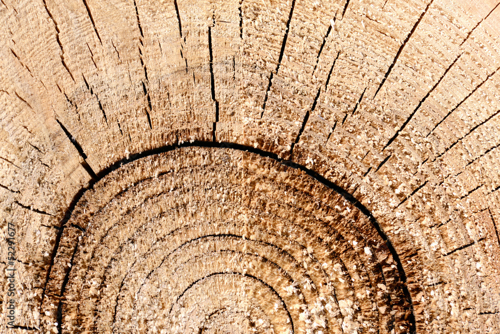 Fototapeta premium wood texture
