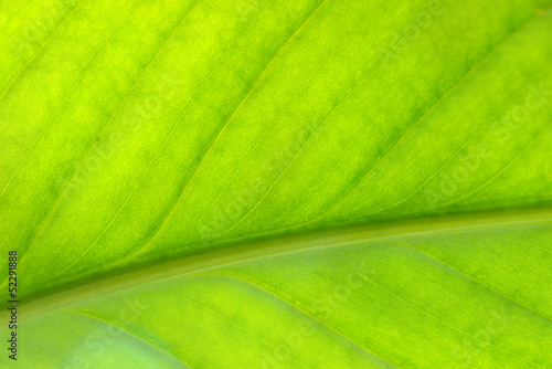 Green leave