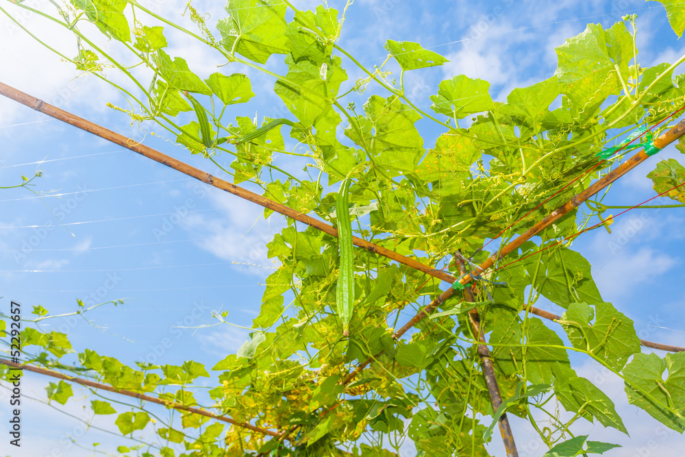 Fototapeta premium Angled gourd hanging on tree with blue sky background