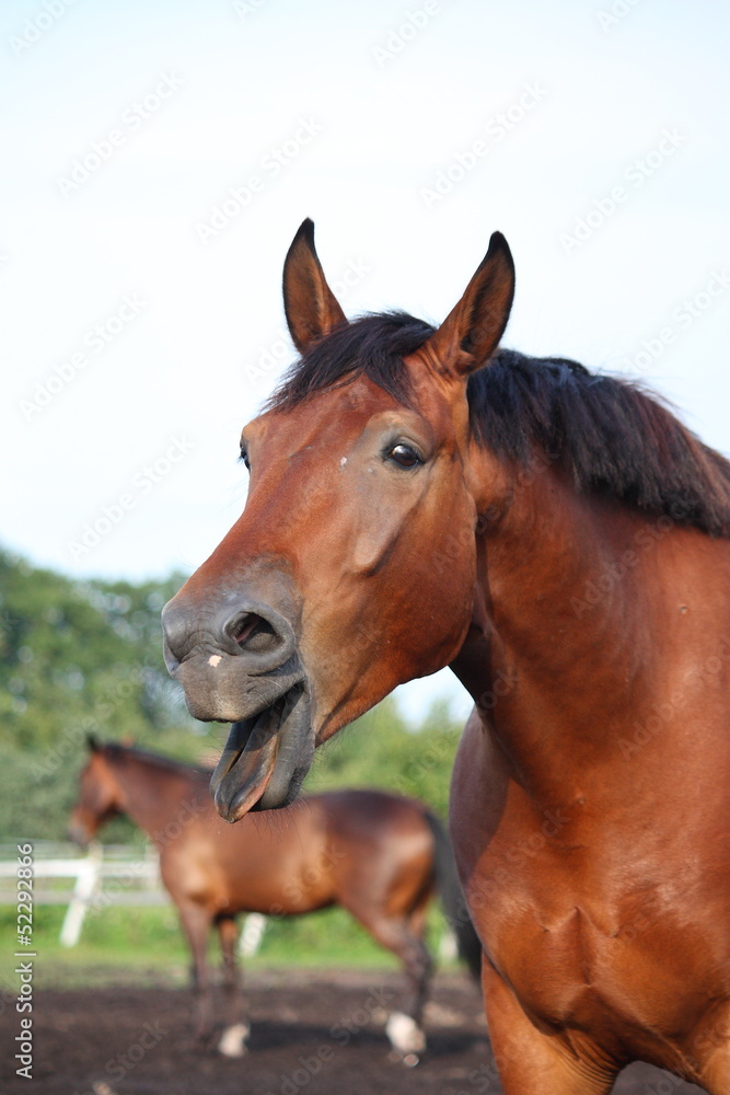 Yawning bay horse portrait in summer
