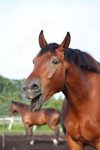 Yawning bay horse portrait in summer © virgonira