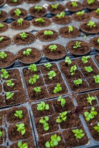 Early stage growth of flower sprouts in pots.