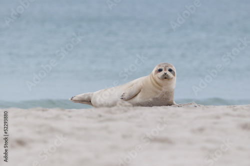 Seal on Helgoland