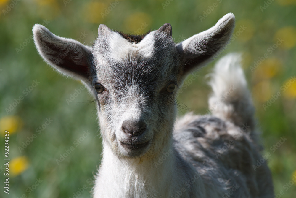 Grey little goat kid chewing and looks