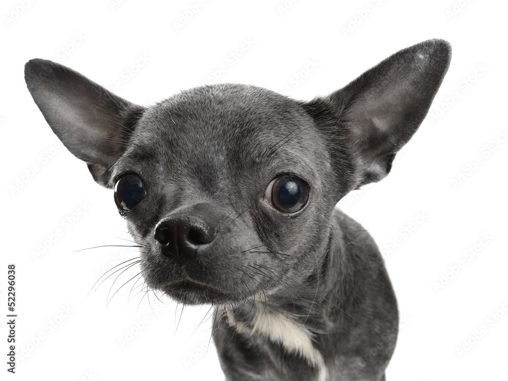 Chihuahua