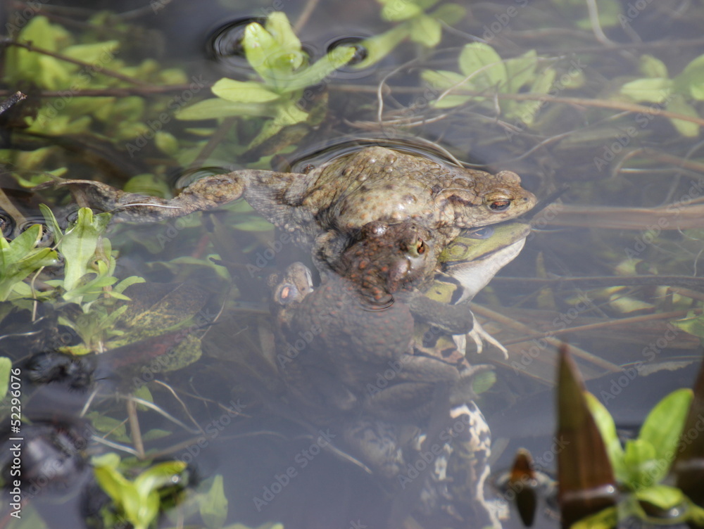Fehlpaarung dreier Erdkrötenmännchen mit einem Teichfrosch Fehlpaarung dreier Erdkrötenmännchen mit einem Teichfrosch