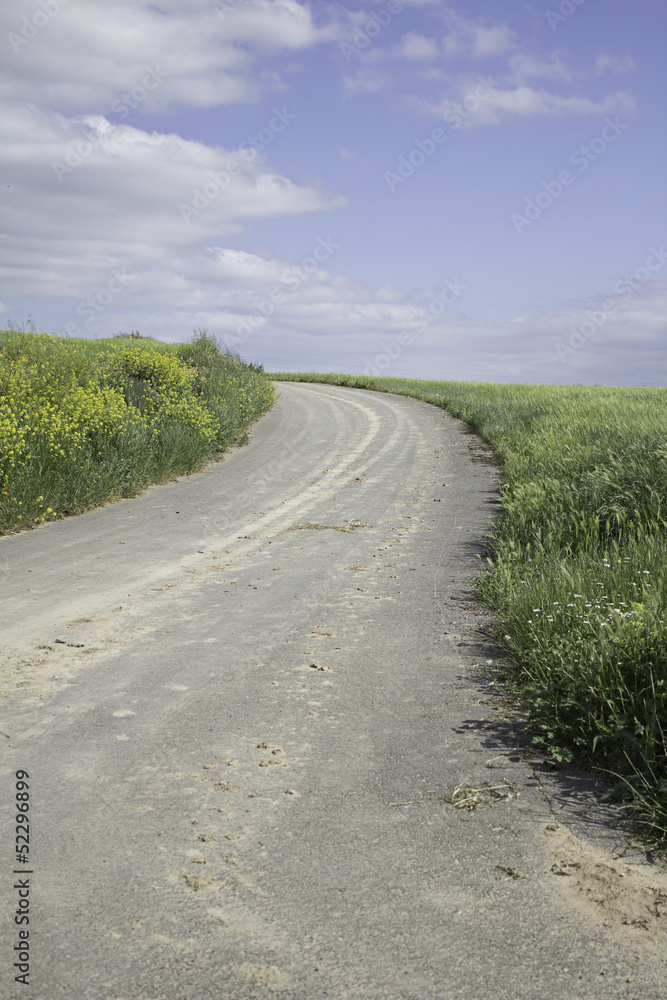 Fototapeta premium Road in field