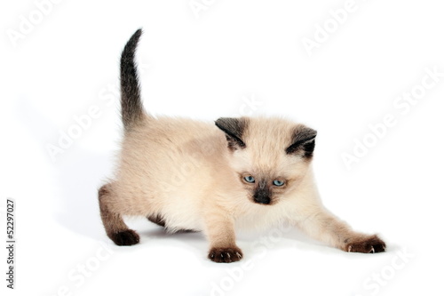 Playful siamese kitten