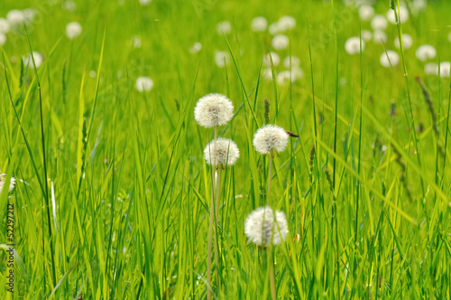 pissenlits dans l'herbe verte