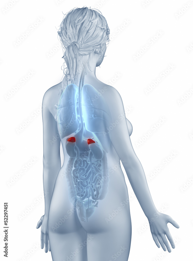 Adrenal position anatomy woman isolated posterior view Adrenal position anatomy woman isolated posterior view