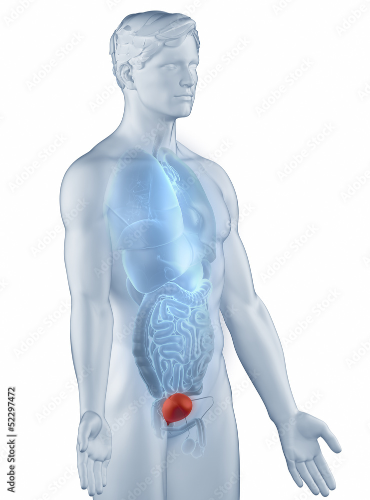 Bladder position anatomy man isolated lateral view Bladder position anatomy man isolated lateral view