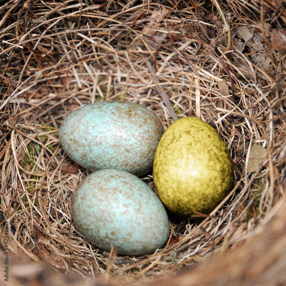 Obraz premium goldenes Ei im Nest