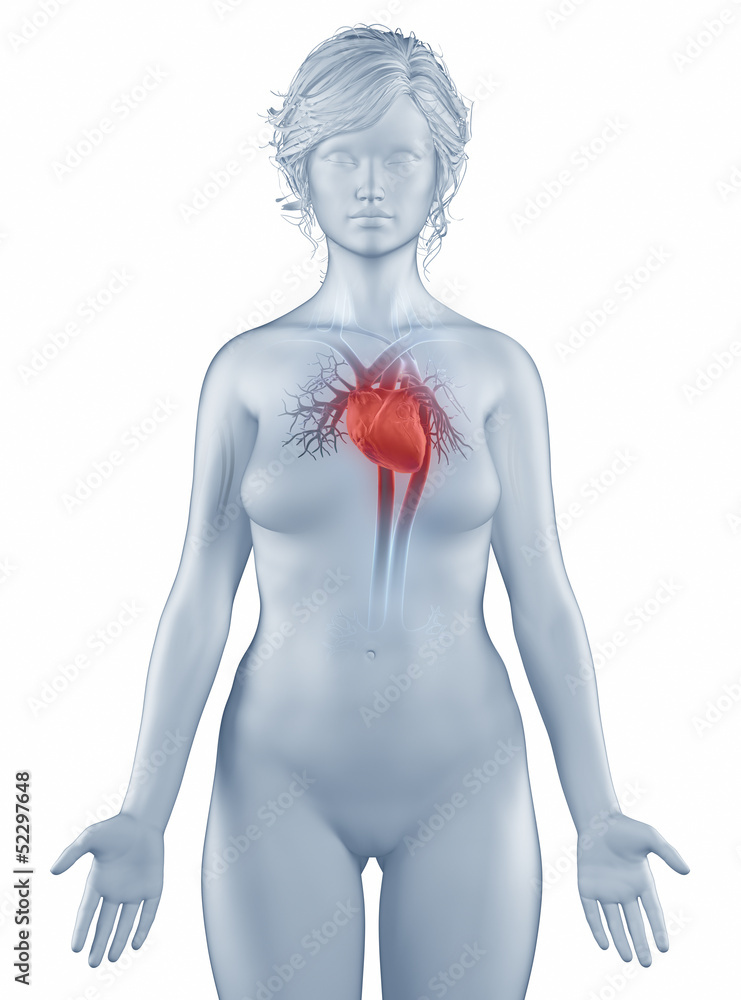 Circultory system position anatomy woman isolated Circultory system position anatomy woman isolated