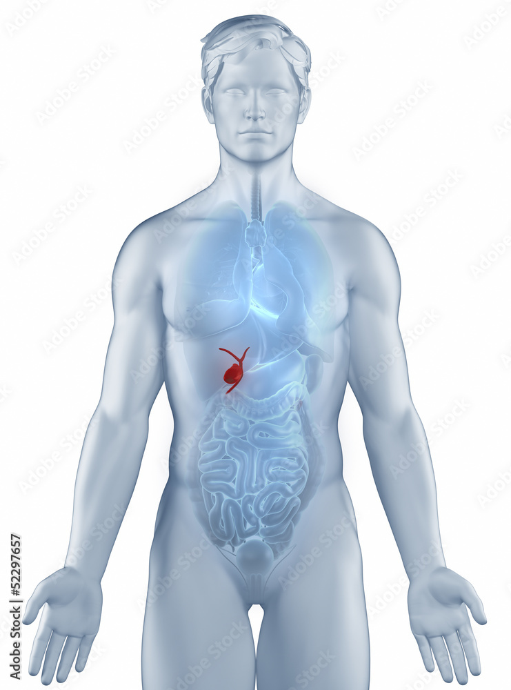 Gall bladder position anatomy man isolated Gall bladder position anatomy man isolated