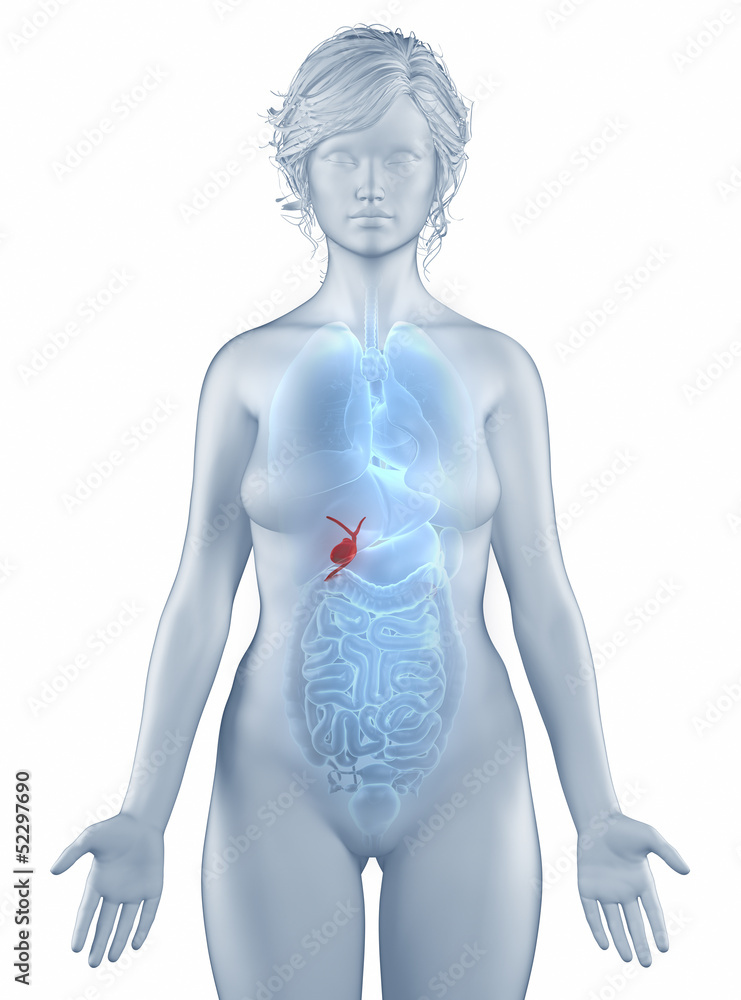 Gall bladder position anatomy woman isolated Gall bladder position anatomy woman isolated