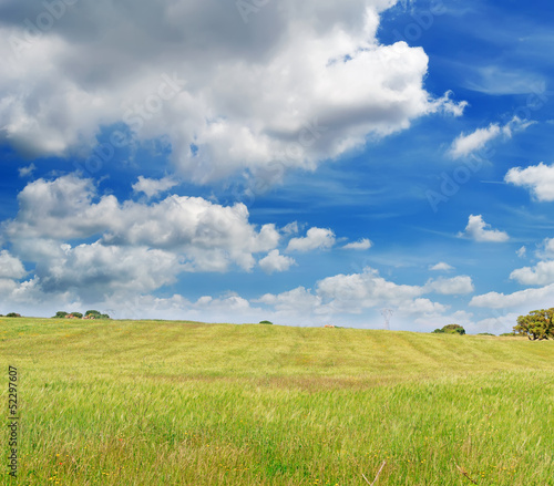 green meadow and sky