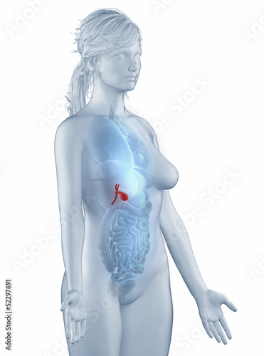 Gall bladder position anatomy woman isolated lateral view