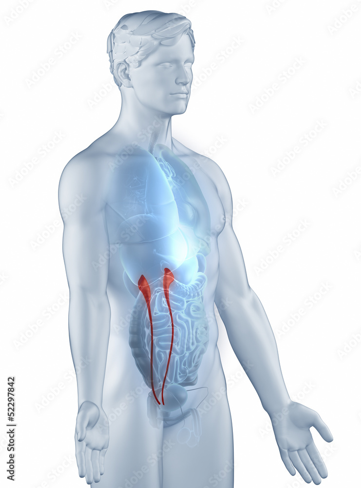 Ureter position anatomy man isolated lateral view Ureter position anatomy man isolated lateral view