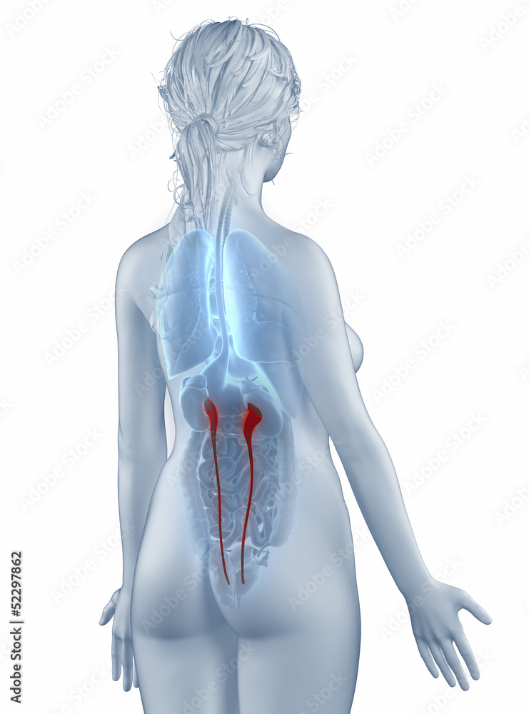 Ureter position anatomy woman isolated posterior view Ureter position anatomy woman isolated posterior view