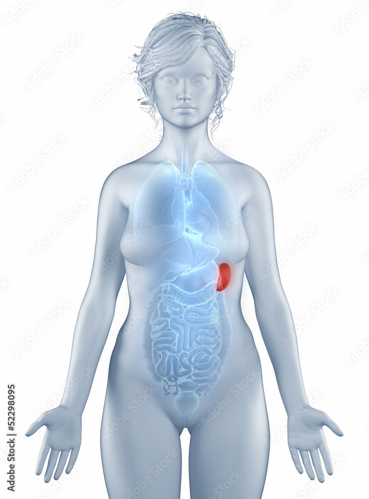 Spleen position anatomy woman isolated