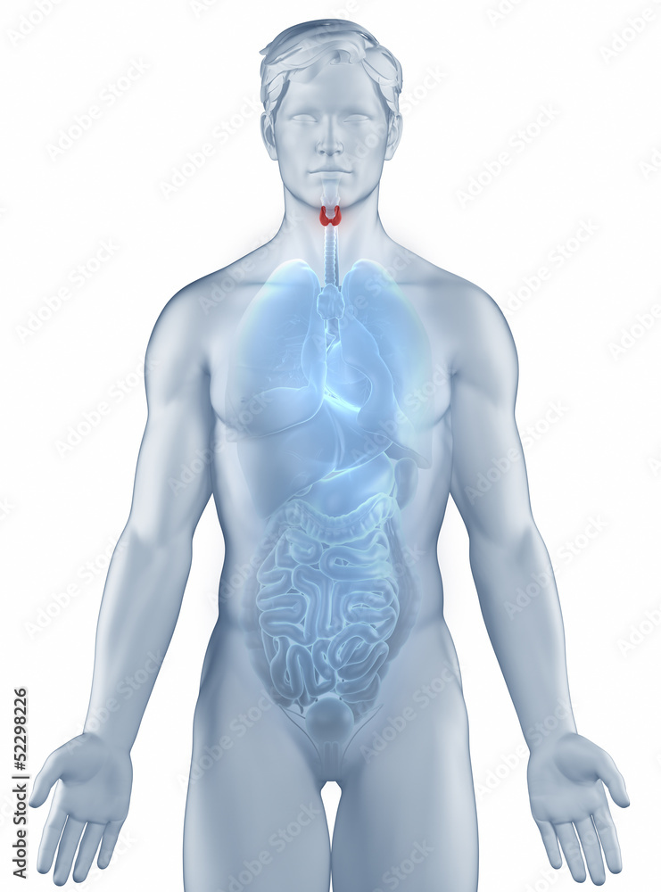 Thyroid position anatomy man isolated