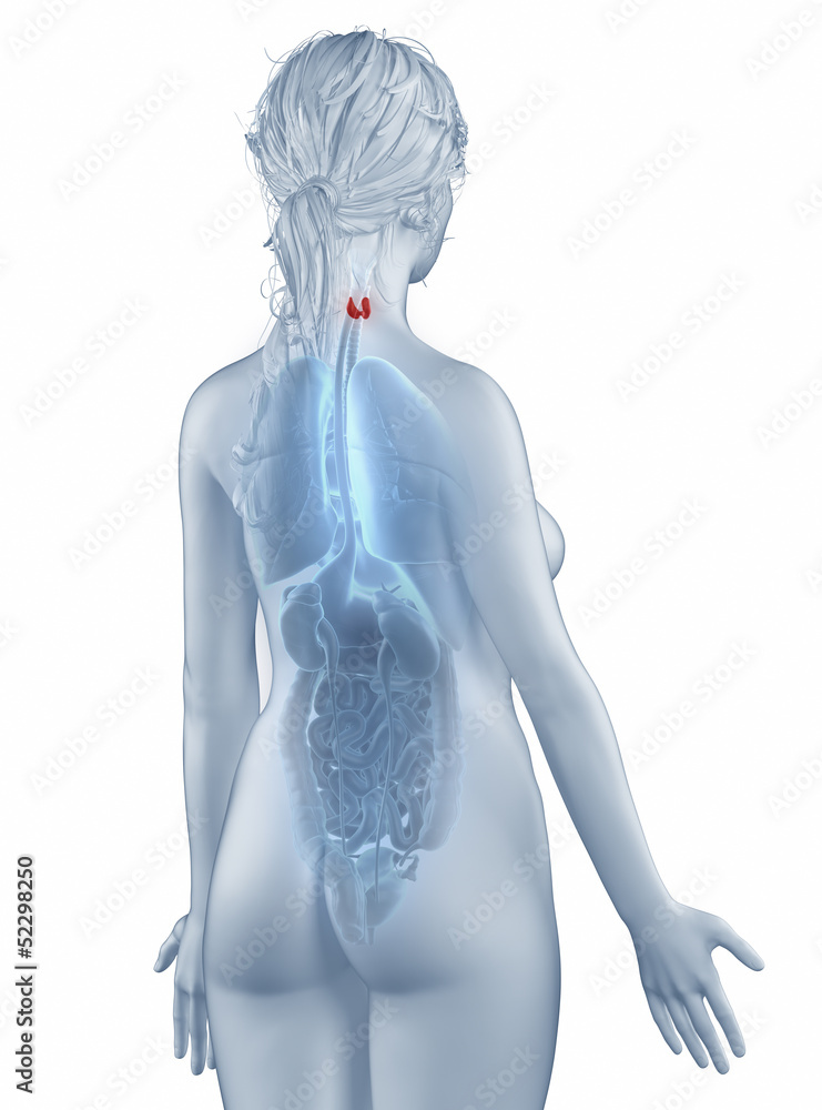 Thyroid position anatomy woman isolated posterior view Thyroid position anatomy woman isolated posterior view