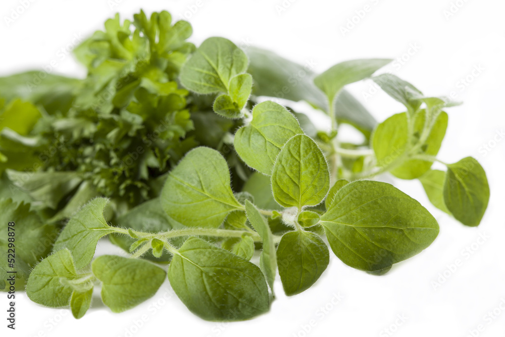 Oregano Oregano