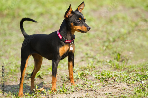 Canvas-taulu Prague Ratter(Prazsky krysarik)