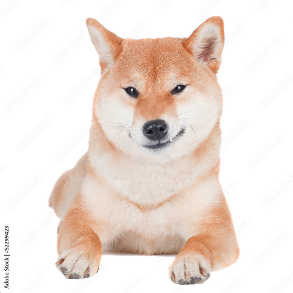 funny shiba inu dog smirk