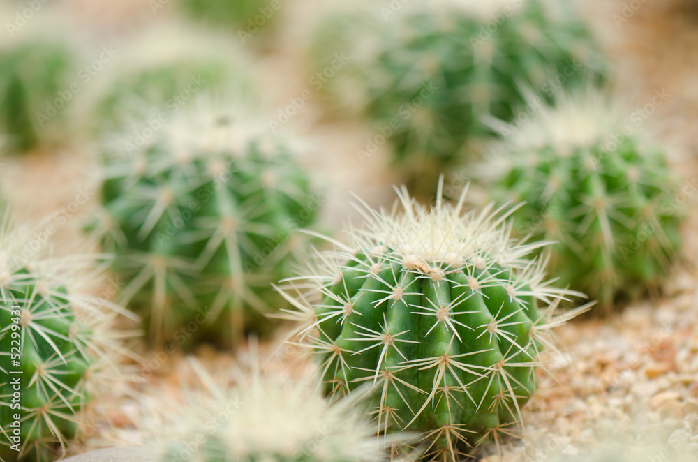 cactus cactus