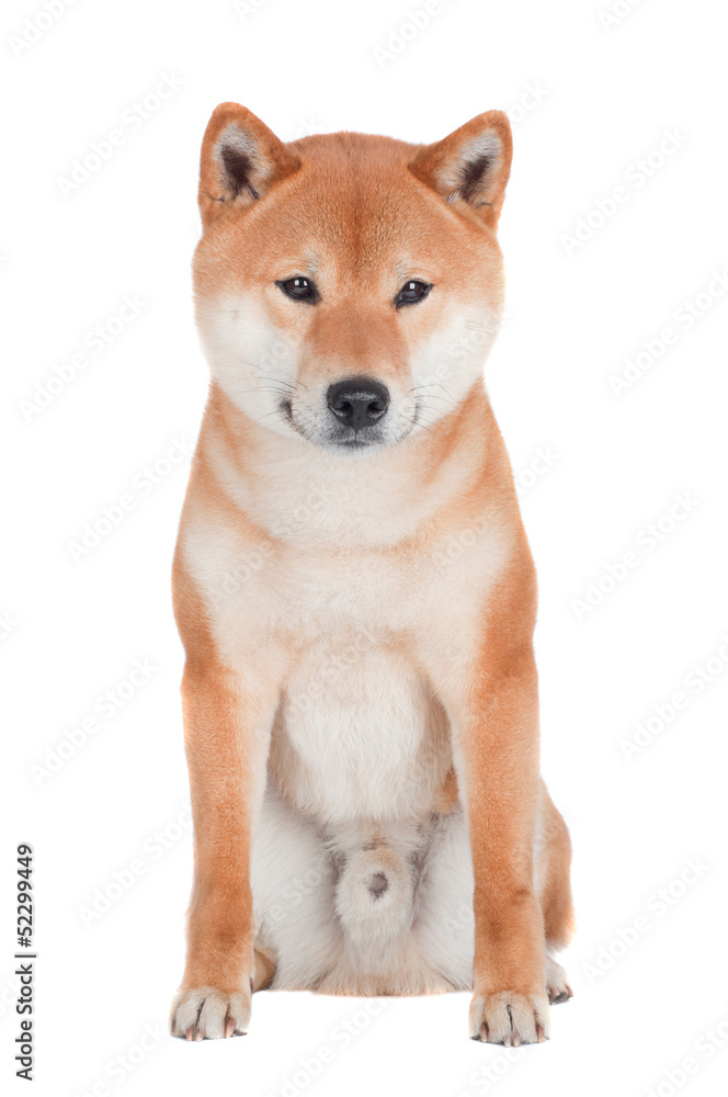 shiba inu dog sitting on white background