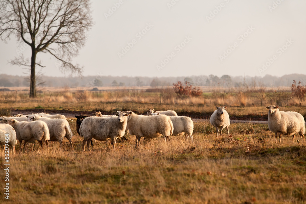 Fototapeta premium sheep herd on meadows in Dwingelderveld