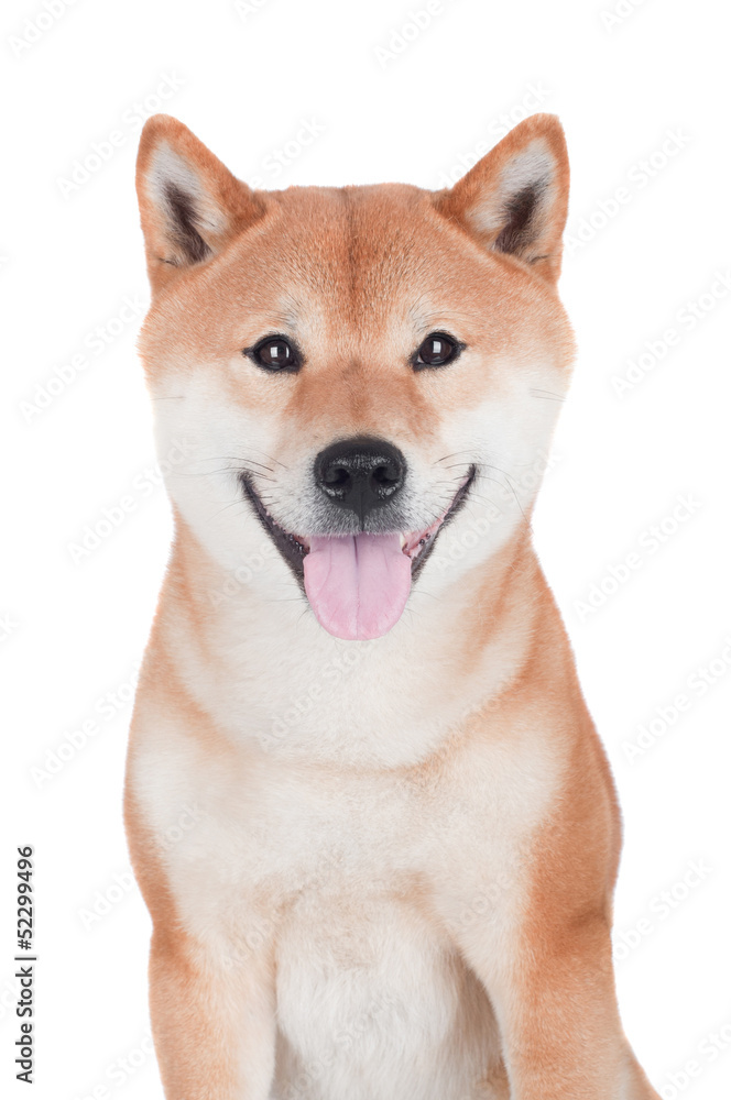 smiling shiba inu dog portrait