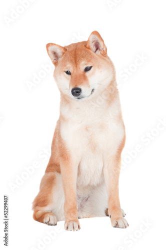 shiba inu dog sitting