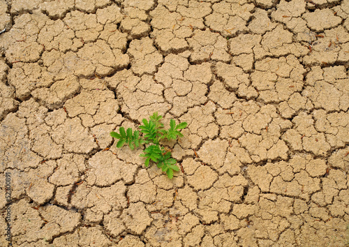 Wallpaper Mural Dry soil background Torontodigital.ca