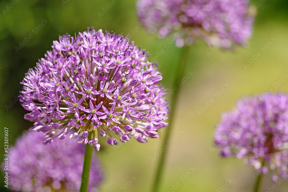 Purple flower of onion in garden Purple flower of onion in garden