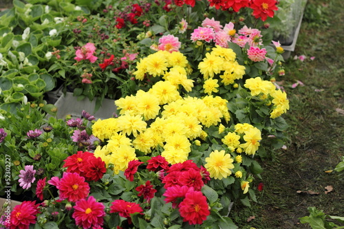 Wallpaper Mural flowers exhibition Torontodigital.ca