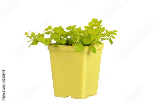 Obraz na plátně Gold creeping jenny in yellow pot