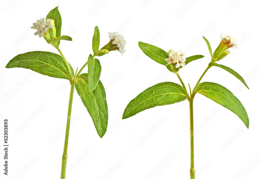 Blossomed Rebaudiana Blossomed Rebaudiana