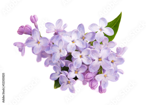 Fotomurale Lilac branch isolated on white background